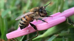 Apis mellifera