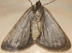 Taxeotis xanthogramma