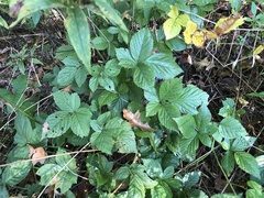 Rubus wheeleri