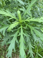 Euryops chrysanthemoides