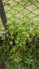 Spananthe paniculata