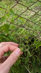 Spananthe paniculata