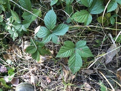 Rubus wheeleri