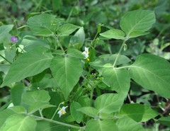 Solanum pruinosum