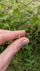 Spananthe paniculata