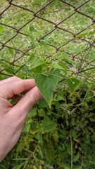 Spananthe paniculata
