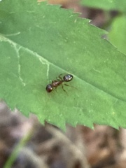 Camponotus subbarbatus