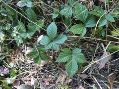 Rubus wheeleri
