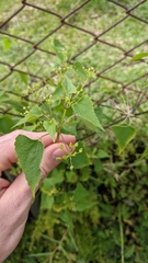 Spananthe paniculata