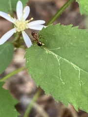 Camponotus subbarbatus