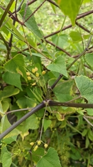 Spananthe paniculata