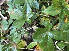 Rubus wheeleri