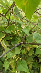Spananthe paniculata