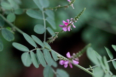 Indigofera pseudotinctoria