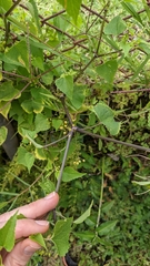 Spananthe paniculata