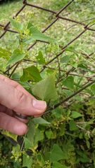 Spananthe paniculata
