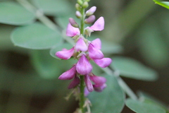 Indigofera pseudotinctoria