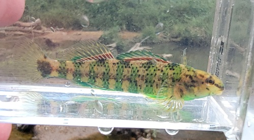 Brighteye Darter