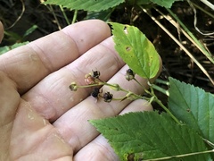 Rubus wheeleri