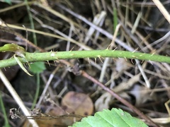 Rubus wheeleri