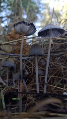 Coprinellus sclerocystidiosus