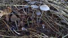Coprinellus sclerocystidiosus