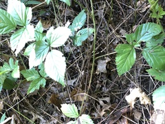 Rubus wheeleri
