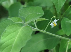 Solanum pruinosum