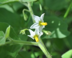 Solanum pruinosum