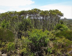 Eucalyptus stricta
