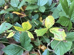 Rubus wheeleri