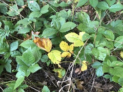 Rubus wheeleri