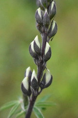 Lupinus elegans