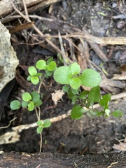 Coprosma rhamnoides