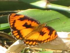 Byblia anvatara acheloia