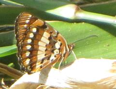 Byblia anvatara acheloia