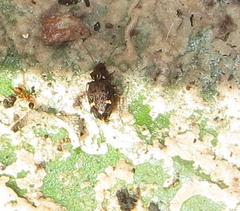 Tetragonoderus sericatus