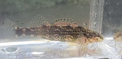 Etheostoma lynceum