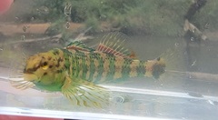 Etheostoma lynceum