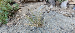 Galium angustifolium nudicaule