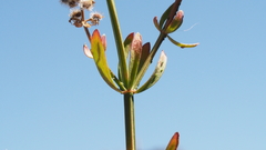 Galium angustifolium nudicaule