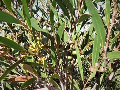 Eucalyptus stricta