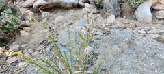 Galium angustifolium nudicaule