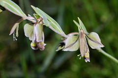 Gladiolus orchidiflorus