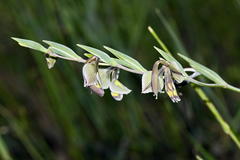Gladiolus orchidiflorus