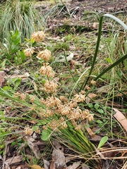 Lomandra multiflora multiflora