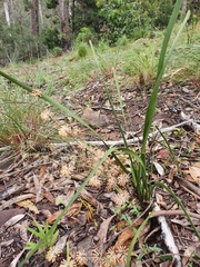 Lomandra multiflora multiflora