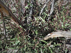 Eucalyptus stricta