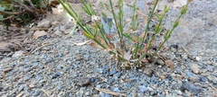 Galium angustifolium nudicaule