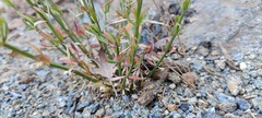 Galium angustifolium nudicaule